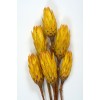 REPENS Yellow 12-